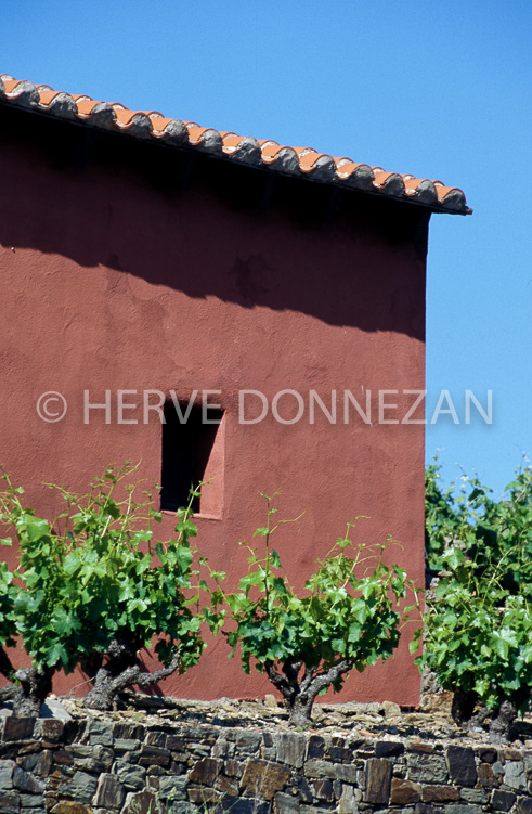 0539_26526 CASOT ROSE COLLIOURE_