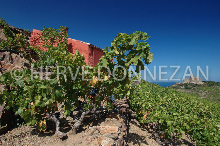 0889_33325 COLLIOURE CASOT