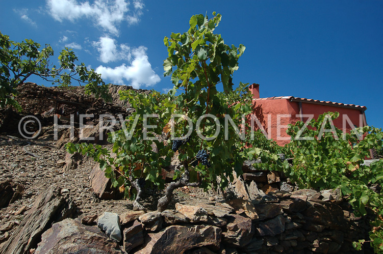 0890_33327 COLLIOURE