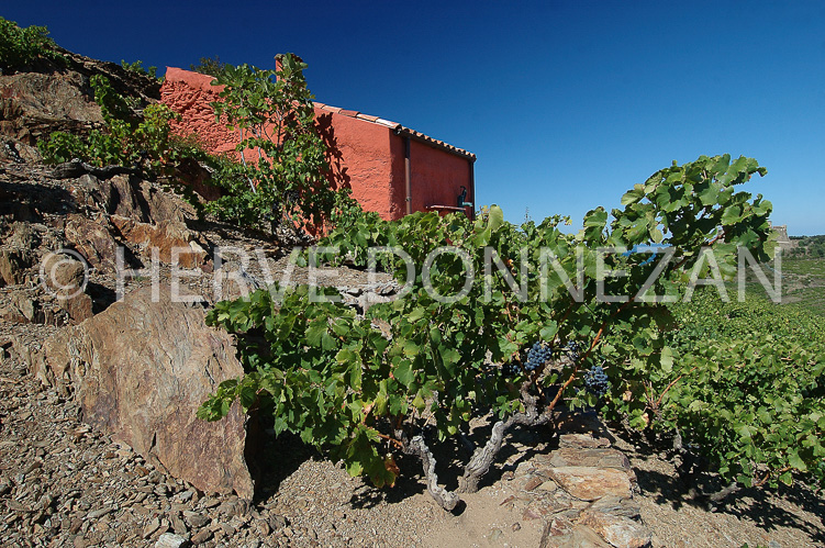 0926_3589 COLLIOURE CASOT ROSE