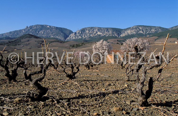 0932_16305FENOUILLEDES VIGNES