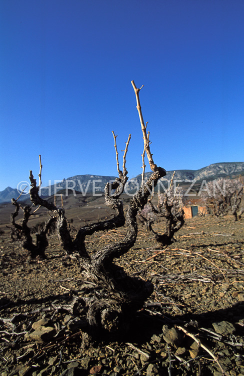 0933_16306FENOUILLEDES VIGNES