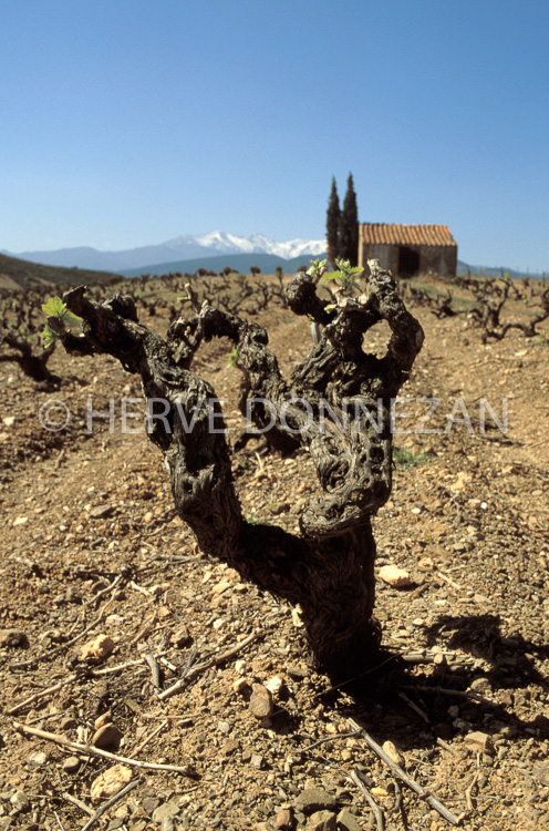 0936_16317 ASPRES CASOT CANIGOU