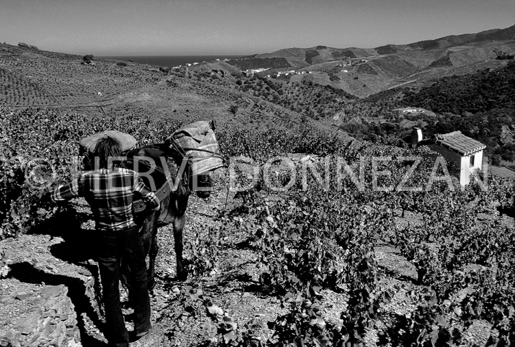 1111_22274_BANYULS MULET_B