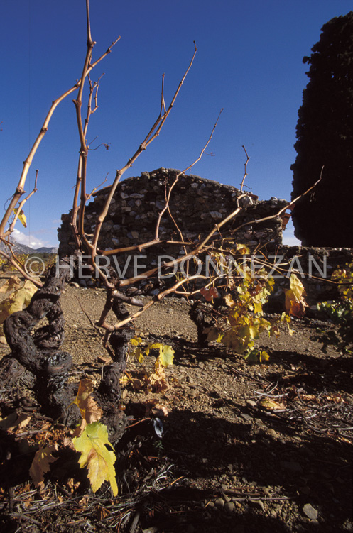 1158_19245_CASOT_FENOUILLEDES