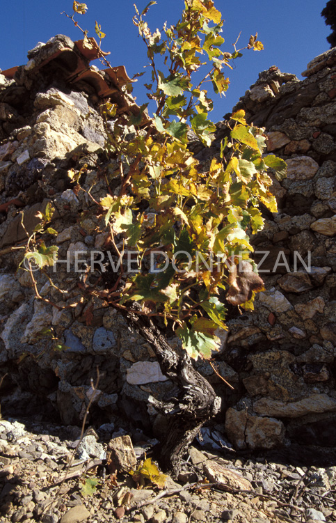 1162_19250_CASOT_FENOUILLEDES
