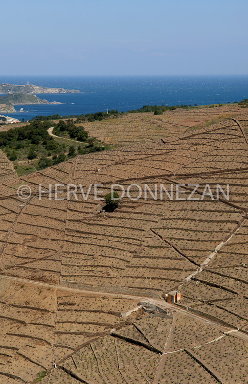 1805-49125-BANYULS