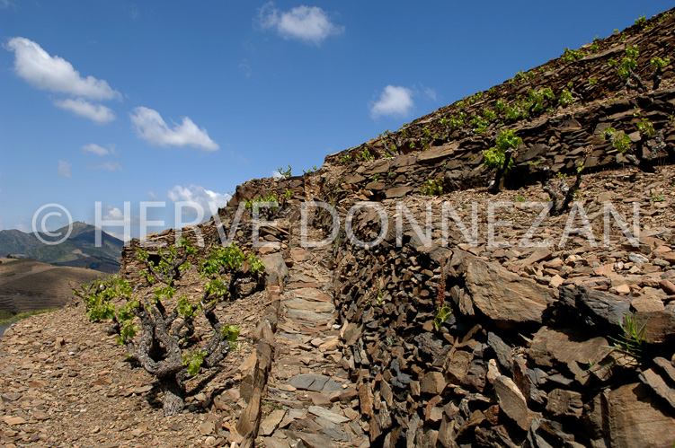 1840_49081_BANYULS