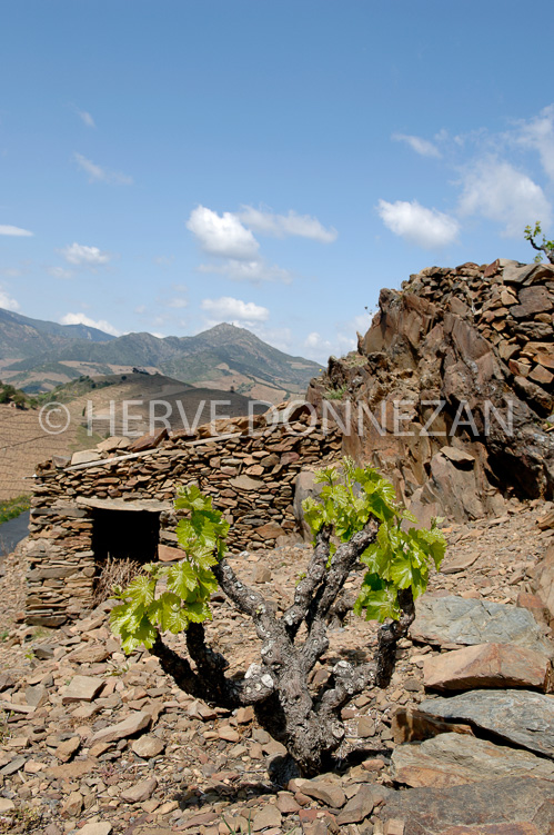 1841_49093_CASOT_BANYULS