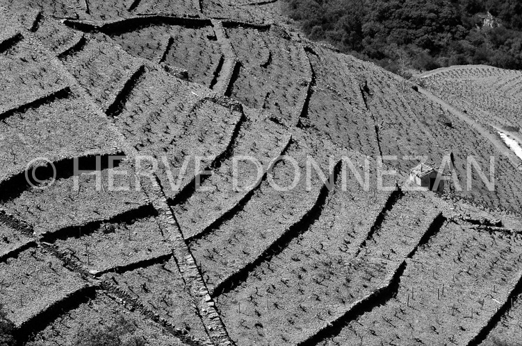1843_49132_BANYULS_VIGNES_B