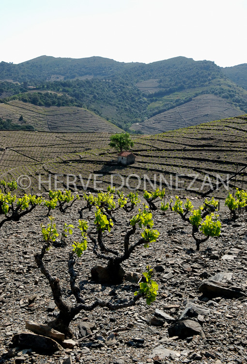 1846_49162_CASOT_BANYULS
