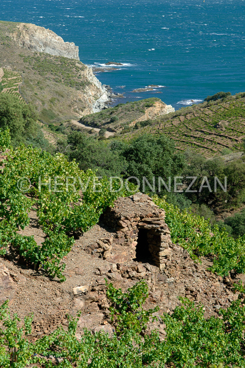 2153_52113_BANYULS CASOT