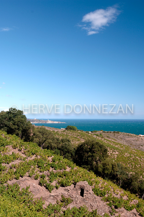 2156_52120_BANYULS CASOT_