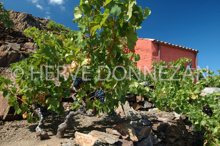 2366_33343_CASOT_ROSE_ST_ELME