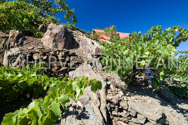 2377_46808_COLLIOURE_CASOT_ROSE