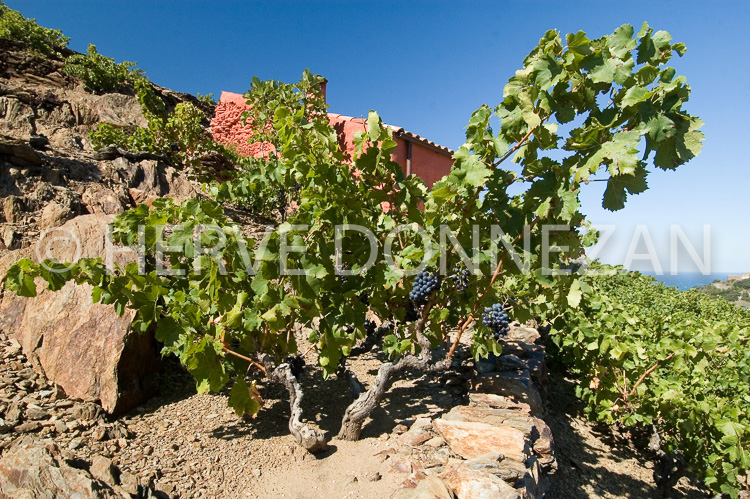 2390_46794_CASOT_ST_ELME