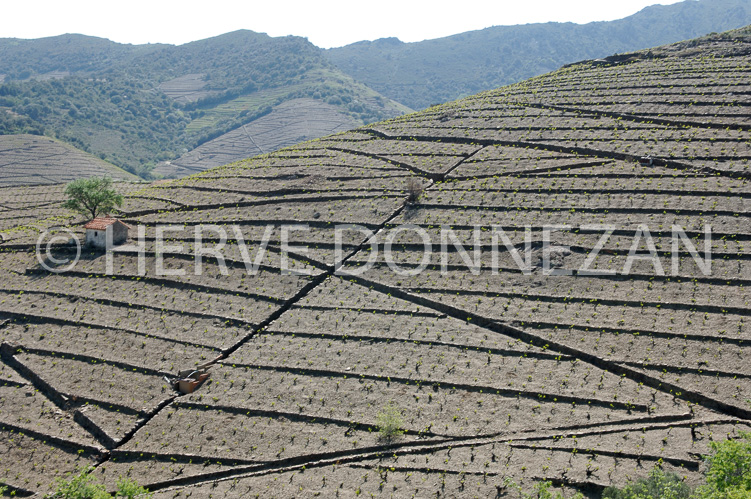 2584_49190_BANYULS_CASOT