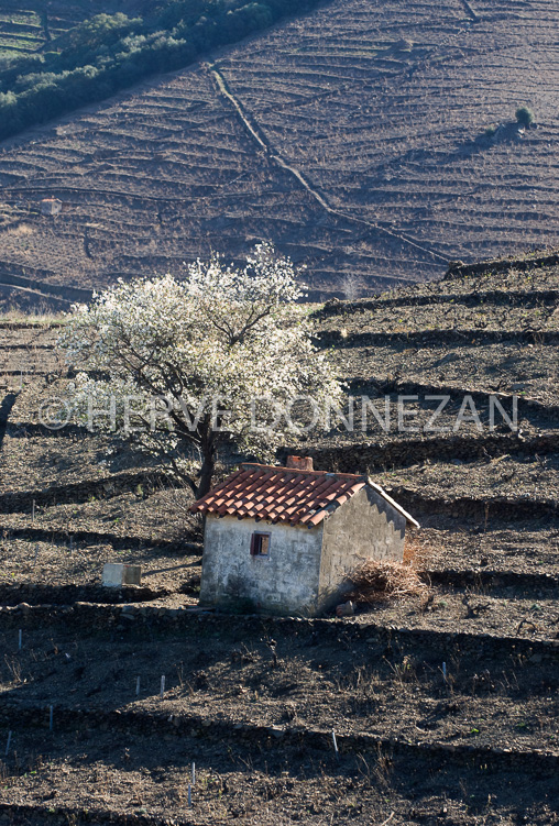 2819_79020_BANYULS_CASOT_AMANDIER