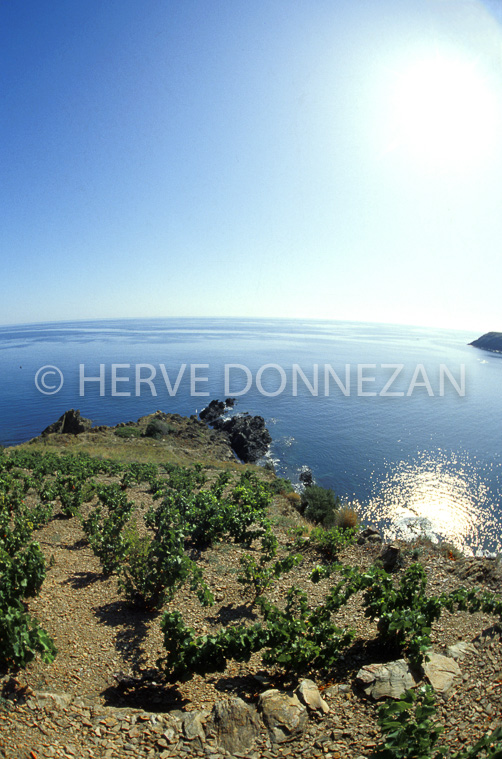 0817_1869 BANYULS VIGNES MER