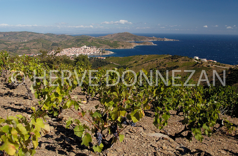 0850_5802_BANYULS_BEAR