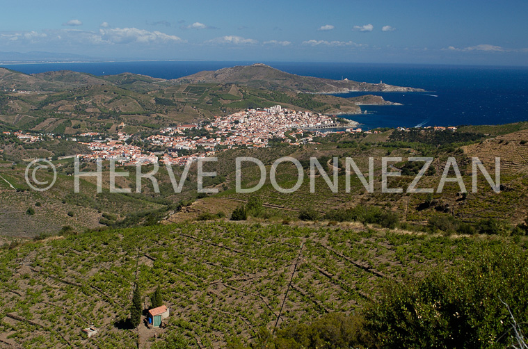 0859_5842BANYULS_BEAR