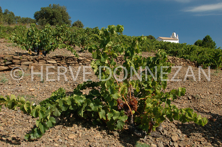 0907_33242 BANYULS SALETTE