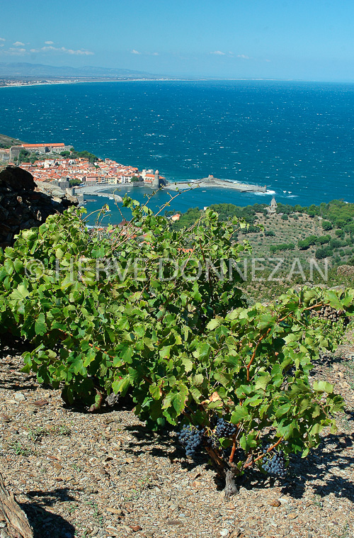 0925_3569 COLLIOURE 