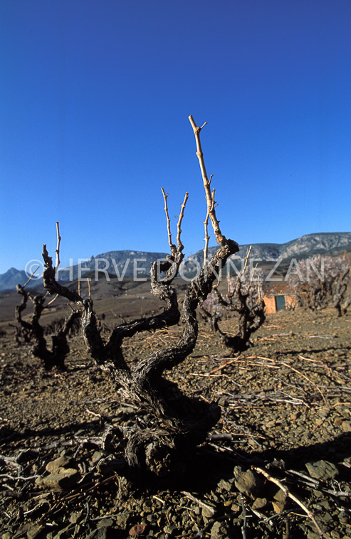 0933_16306FENOUILLEDES VIGNES