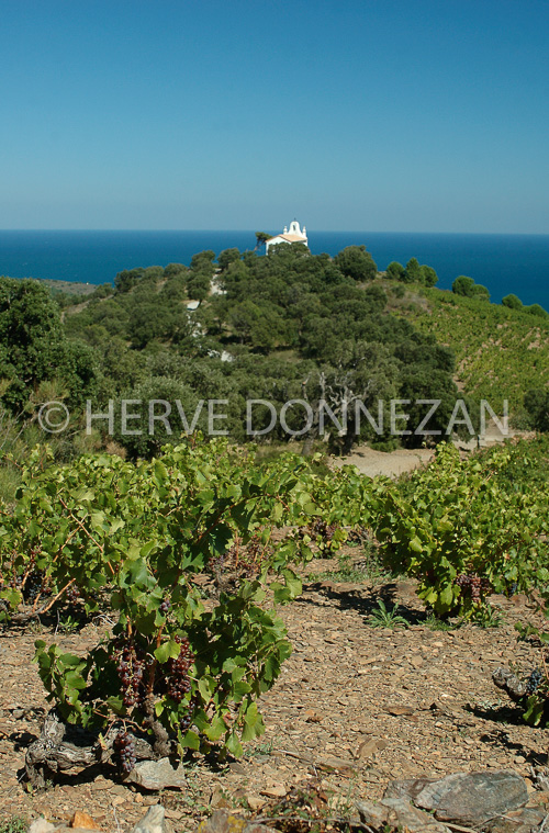 1007_34108 BANYULS SALETTE