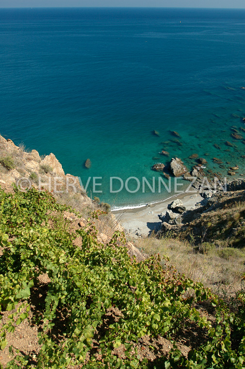 1008_34127 BANYULS VIGNE MER
