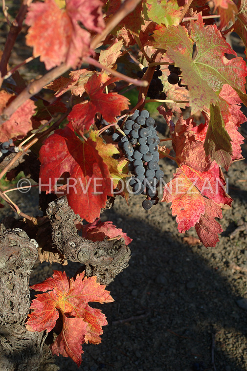 1117_35222_CEP_AUTOMNE