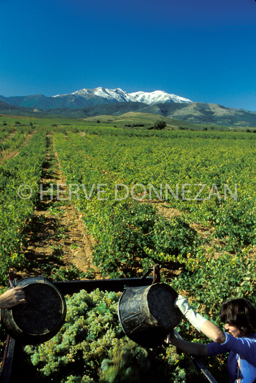 1134_17427_VENDANGES ASPRES