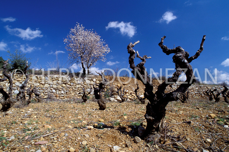 1302_21558_VIGNE_AMANDIER_A4