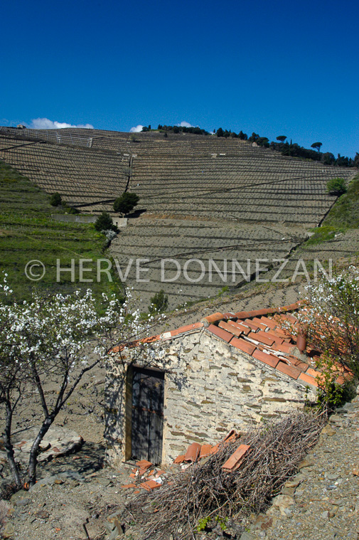 1461_25555_BANYULS_CASOT_