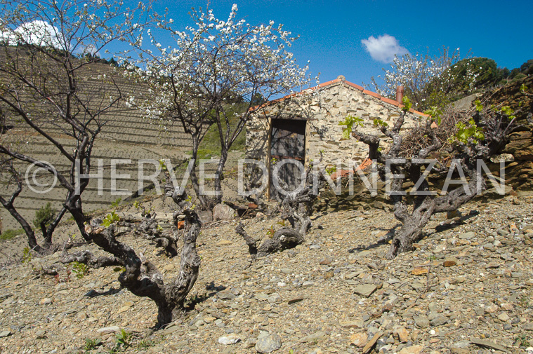 1462_25567_BANYULS_CASOT