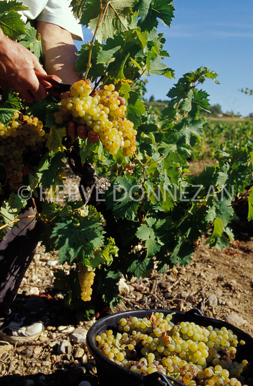 1532_26390_GRAPPE MUSCAT