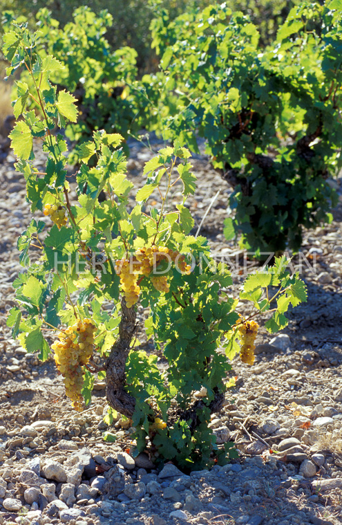 1539_26401_MUSCAT_RIVESALTES