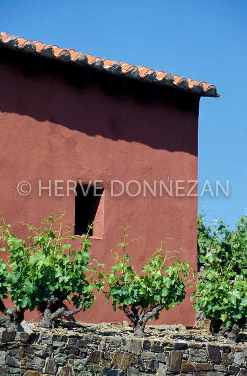 1542_26519_CASOT_ROSE_