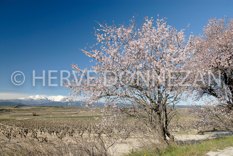 1741_47708_AMANDIER CANIGOU_A4