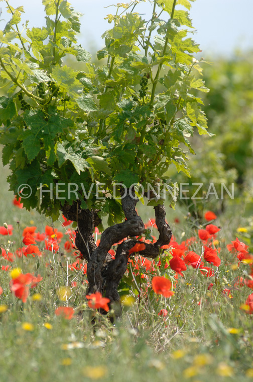 1852_50030_CEP_COQUELICOT