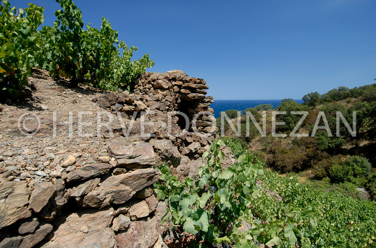 1972_4783_BANYULS_CAS