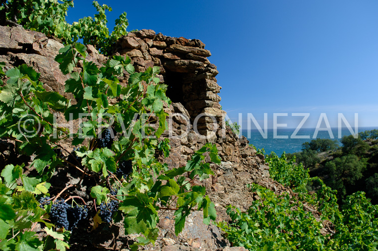 2150_52108_BANYULS CASOT_