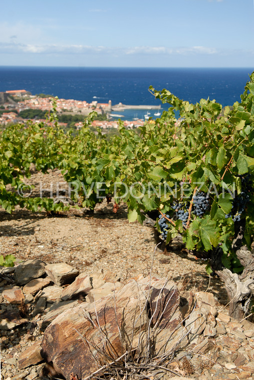 2176_52323_COLLIOURE