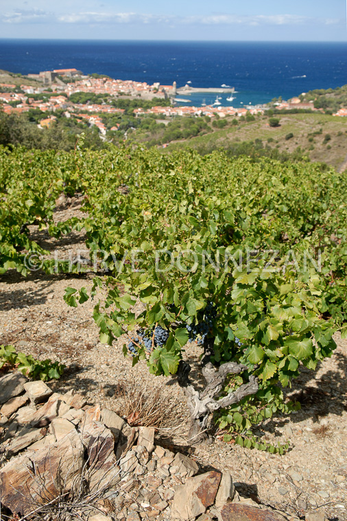 2178_52311_COLLIOURE