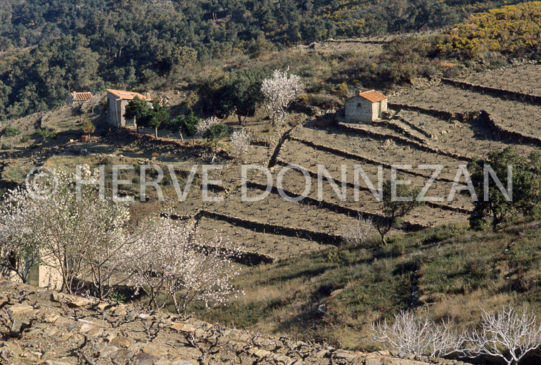 2469_39061_CASOT_AMANDIER_