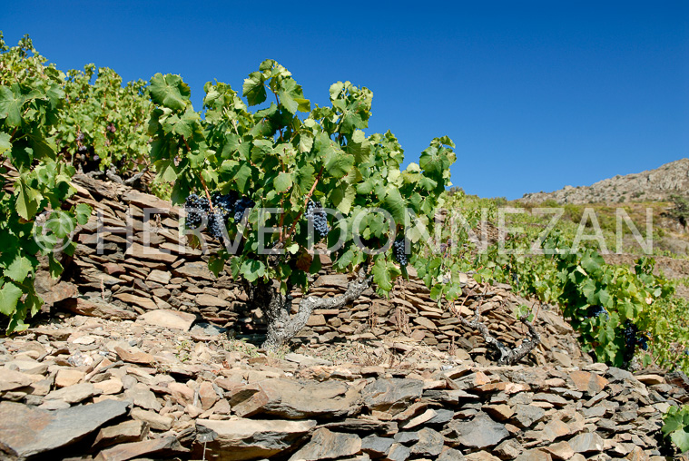 2619_52042_BANYULS_TERRASSES