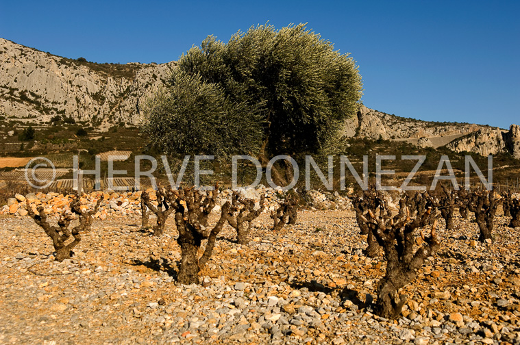 2662_61837VIGNES_OLIVIERS_CORBIERES