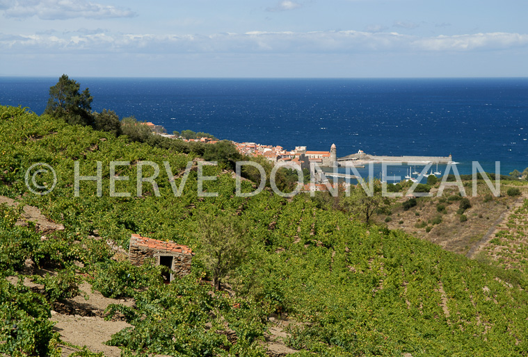 2769_52289_COLLIOURE_VIGNES_