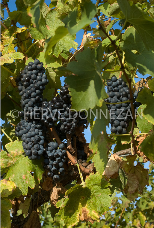 2855_33148_RAISIN