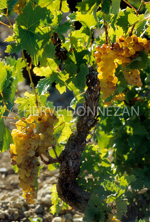 2873_13429_RAISIN_MUSCA